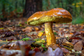 Autumn with beautiful bay boletus mushroom in the forest, picture taken in National Park Dwingelderveld