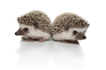 couple of two african hedgehogs standing back to back