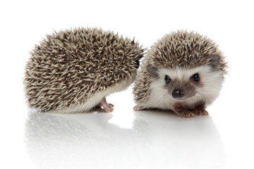 couple of two african hedgehogs standing side by side