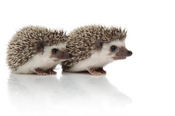 couple of two hedgehogs sitting one in front of another