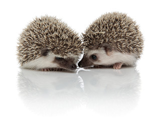 couple of two african hedgehogs sniffing and exploring