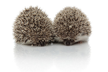 couple of two hedgehogs sniffing and searching around
