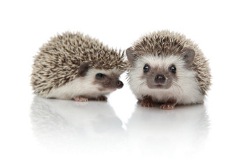 couple of two hedgehogs standing one in front of another © Viorel Sima