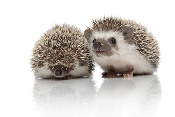 couple of two african hedgehogs standing side by side