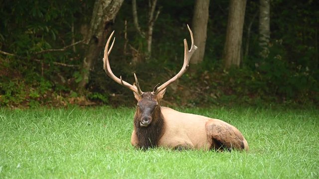 Small No See Ums Swarm Bull Elks Head