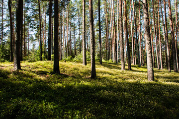 Fototapeta premium forest in autumn
