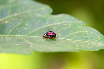 Beautiful ladybug on leaf defocused background