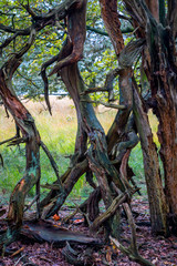 Dead tree with strangely curved and broken branches, picture taken in the Netherlands National park Dwingelderveld