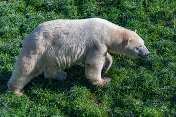 White bear walking in Canada, during the Indian summer, portrait