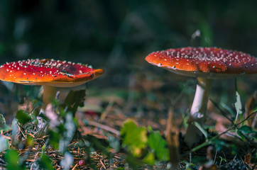 Fliegenpilze, Fliegenpilz ((Amanita muscaria) - Giftpilz