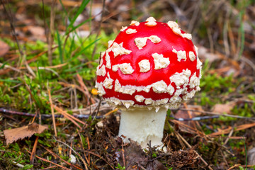 Autumn, time for mushrooms like this fly agaric with its red hood and white dots and the beautiful orange colors in the woods, picture taken in the National park Dwingeloo, the Netherlands