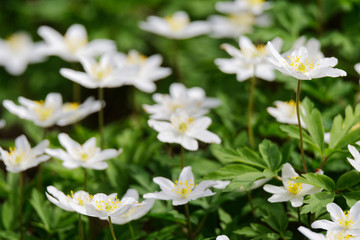 Buschwindr&ouml;schen