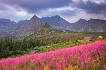 Fototapeta na wymiar mountain landscape, Tatra mountains panorama, Poland colorful flowers and cottages in Gasienicowa valley (Hala Gasienicowa), summer