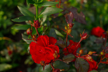 Lovely Red rose as a natural and holidays background.Bush of red roses , blooming flowers in summer garden.