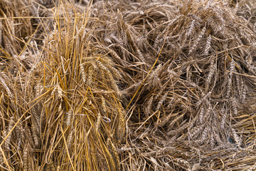 Wheat field. Ears of golden wheat close up.  