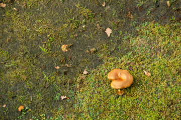 mushroom on a meadow at autumn