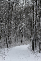 Beautiful winter landscape in the forest. Road outside the city and snowfall. Snowdrifts in the park and uncleaned street. Christmas and New Year background