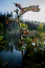 spider web