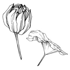 Vector Lotus floral botanical flower. Black and white engraved ink art. Isolated lotus illustration element.