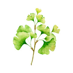 Gingko biloba branch.