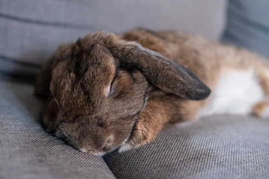 Kaninchen schl&auml;ft auf dem Sofa 2
