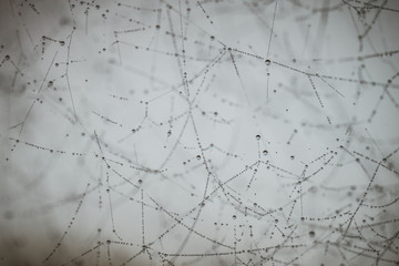 spider web with water drops