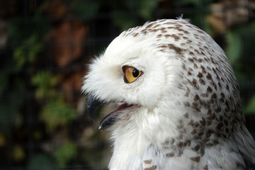 Harfang des neiges
