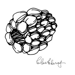 Fototapeta premium Vector Blackberry healthy food. Black and white engraved ink art. Isolated berry illustration element.
