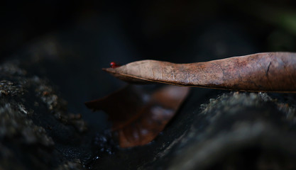 Millipedes are crawling on the roof of the house with a dry leaf