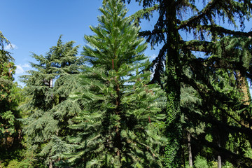 Wollemi Pine - Ancient Wollemia nobilis tree in Aivazovsky park or Paradise park in Pertenit, Crimea. The unique tree of Jurassic period.