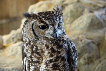 Hibou Grand Duc d'Afrique