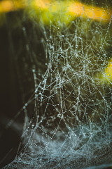 spider on web