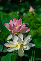 Obraz premium A Pink and a white sacred lotus