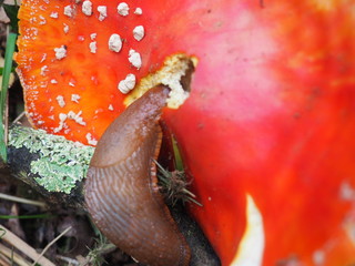 una babosa comiendo una seta de color rojo, moldes, la coruña, españa, europa