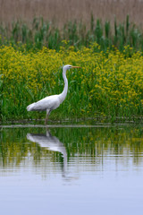 Danube Delta Dunarii Romania wildlife nature birds natural life white heron