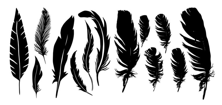 A set of silhouettes of feathers. Vector illustration