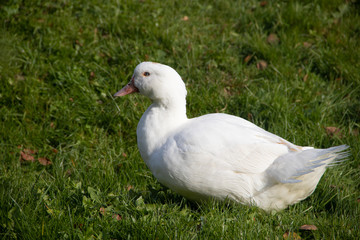 White domestic ducks walk on the green grass in the garden. Poultry