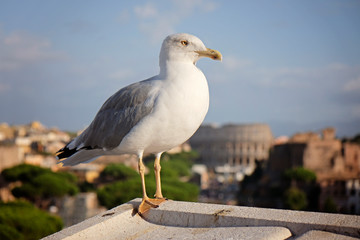 An adult common gull or Mew gull standing on a roof, Colosseum of Rome on the background