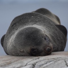 phoque du pole sud © Stéphane
