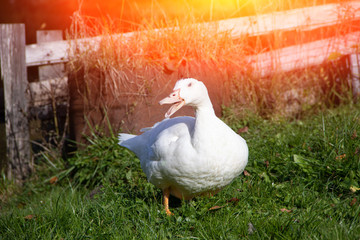 White domestic ducks walk on the green grass in the garden. Poultry