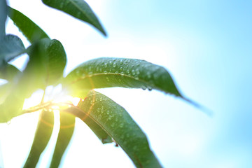 water droplet on green mango leaf with green leaves with sunlight and copy space for add text