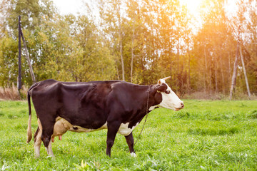 A spotted black and white cow grazes in a pasture. Cow in the sunset rays of the sun.