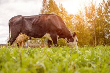 Naklejka na ściany i meble A spotted black and white cow grazes in a pasture. Cow in the sunset rays of the sun.