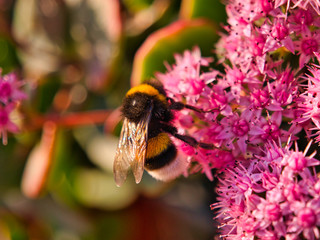 Abeja en otoño