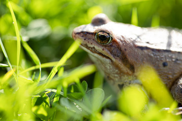 A witty frog sits on the grass under the rays of the sun. Swamp frog close-up.