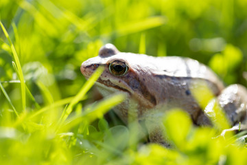 A witty frog sits on the grass under the rays of the sun. Swamp frog close-up.