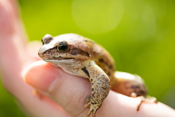 A witty frog sits on a man’s hand. Beautiful little swamp frog.