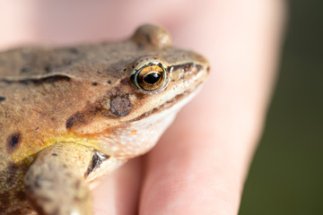 A witty frog sits on a man’s hand. Beautiful little swamp frog.