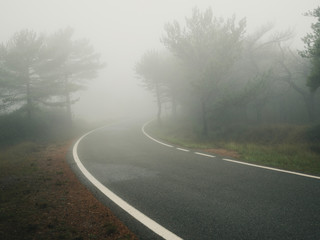 Forest in autumn morning mist