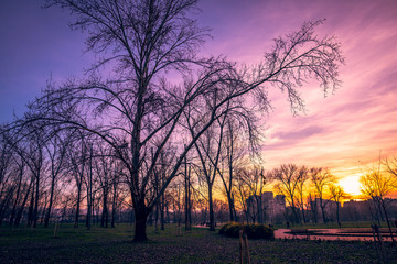 Fototapeta na wymiar sunset in park